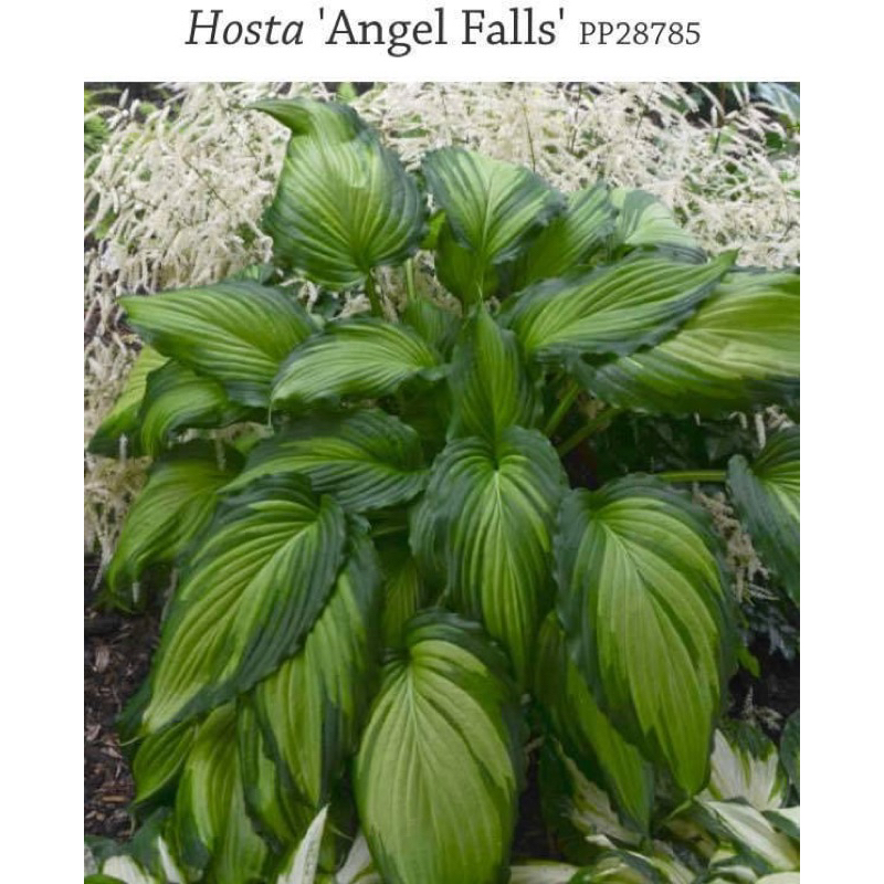 ฮอสต้า Hosta เป็นพืชประดับสวยงาม และกินหน่ออ่อนได้ | Shopee Thailand