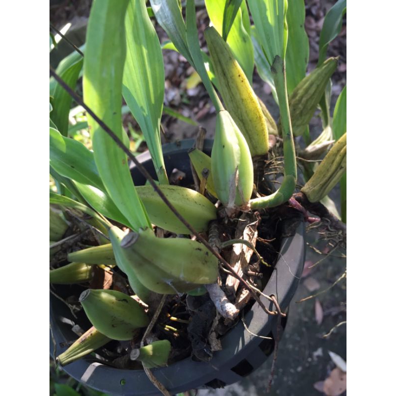 เอื้องหมากเชียงดาว-coelogyne-suaveolens