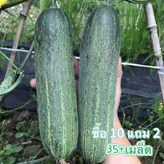 เมล็ดเเตงกวา 35+เมล็ด เมล็ดพันธุ์ แตงกวา [10 เเถม 2คละได้]