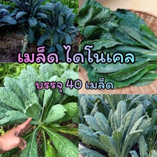 เมล็ดพันธุ์ คะน้า ไดโนเสาร์ ไดโนเคล