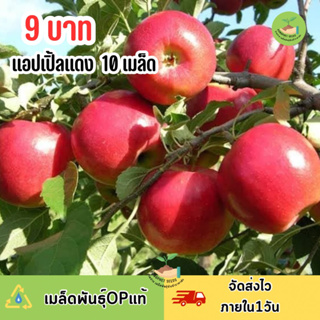 9 บาท เมล็ดพันธุ์ แอปเปิ้ลแดงใหญ่ 10 เมล็ด