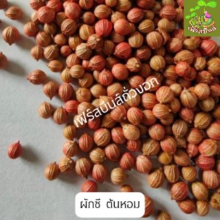 เมล็ดพันธุ์ ผักชี  เม็ดผักชี  เมล็ดผักชี สำหรับเพาะปลูก ขนาด 100 กรัม