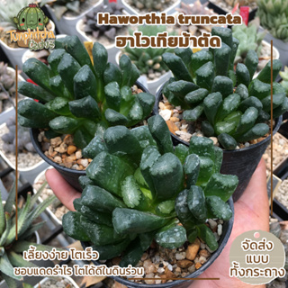 ฮาโวเทียม้าตัด Haworthia truncata ไม้อยู่ในกระถาง3" (ส่งแบบล้างราก)