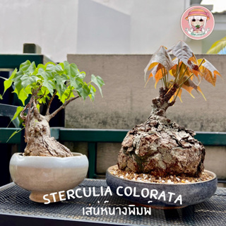 เสน่ห์นางพิมพ์ 《ถิ่นกาญจนบุรี + สามร้อยยอด》Sterculia colorata ไม้โขดหายาก เสน่ห์หานิยมชมชอบใบโพธิ์ค้างคาว พร้อมคู่มือ