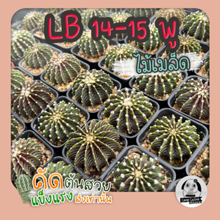 ต้นยิมโน LB2178 14-15พู ตัวแท้ ( ต้นกระบองเพชร Gymnocalycium mihanovichii LB2178 Agua Dulce ) 🌵ต้นแคคตัส❤️