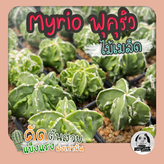 ต้นมายริโอฟุคุริว  (Myrio fukuryu) ไม้เพาะเมล็ด  - ต้นกระบองเพชร ราคาถูก🌵ต้นแคคตัส❤️