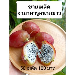 ขายเมล็ด จามาคารูหนามยาว จามาคารูหนามโหด ตากแห้งแล้ว (50 เมล็ด 100 บาท)