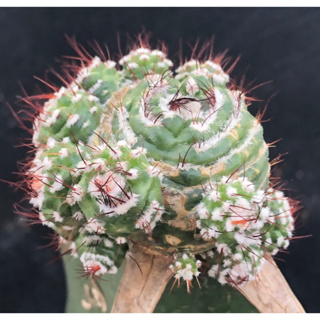 [พร้อมส่ง]🌵 แคคตัส โนโต้ Notocactus werdermannianus f.mostruosa cactus ไม้กราฟ จำนวน 1 ต้น