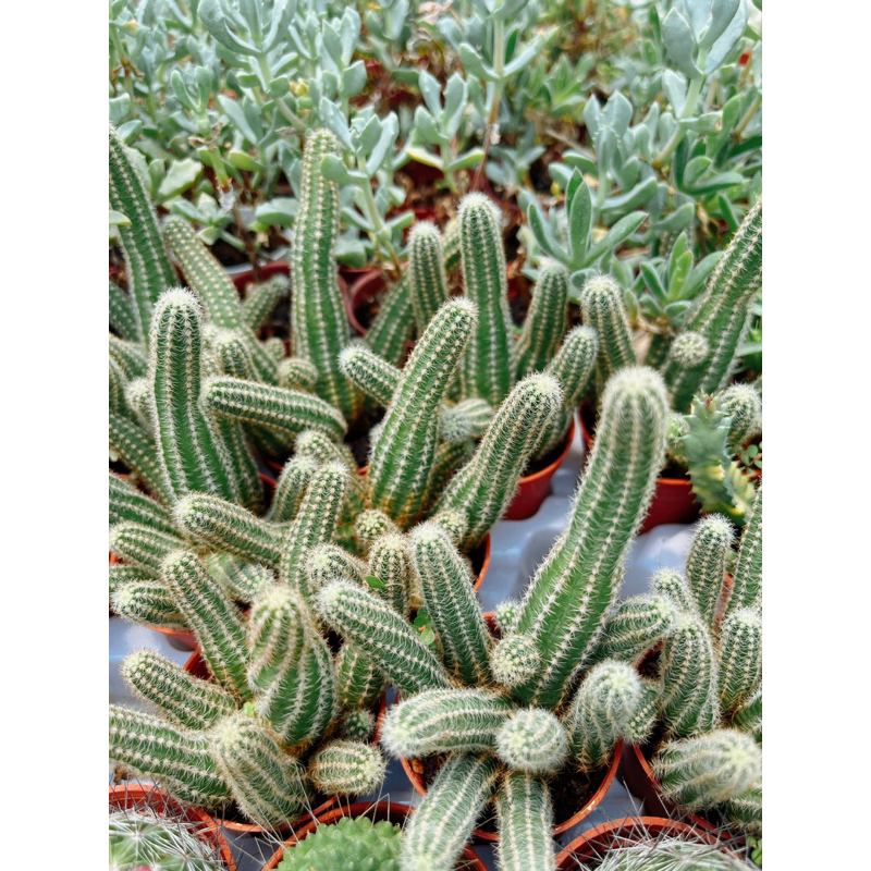 echinopsis-cactus-หางหนู