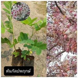ต้นกัลปพฤกษ์ ดอกสีชมพูอ่อน ติดช่อดอกเมื่อผลัดใบ เป็นไม้มงคล