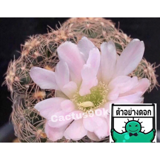 [พร้อมส่ง]🌵 แคคตัส ยิมโน พาวูลั่ม ดอกชมพู gymnocalycium parvulum cactus ไม้กราฟ จำนวน 1 ต้น