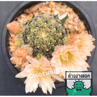[พร้อมส่ง]🌵 แคคตัส อิริโอไซส์ นาปิน่า Eriosyce napina cactus ไม้กราฟ จำนวน 1 ต้น