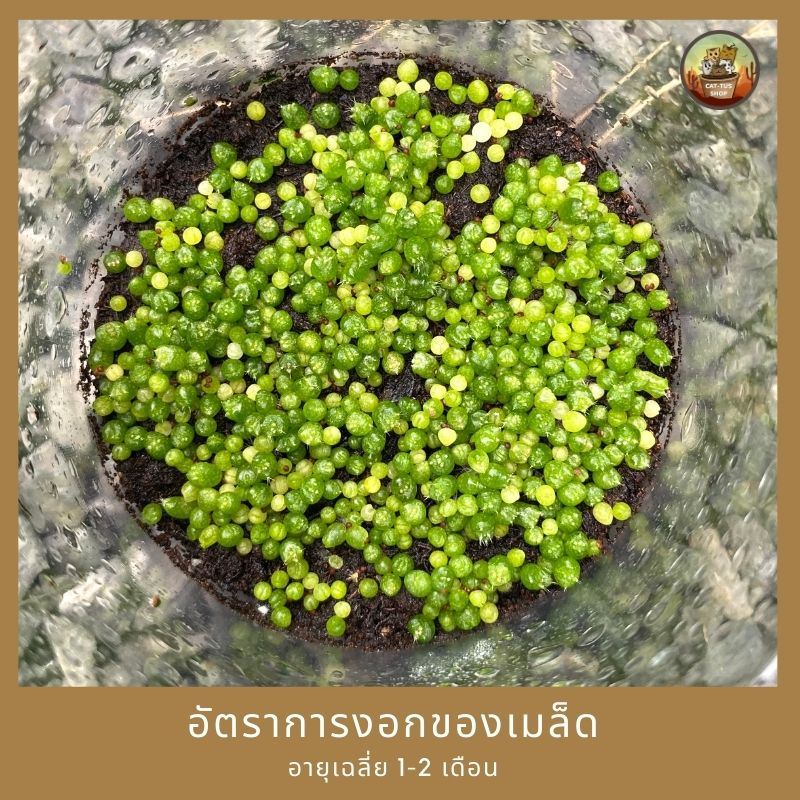 เมล็ดกระบองเพชร-สายพันธุ์ยิมโนด่างคัดเกรดพ่อแม่พันธุ์-เมล็ดเก็บสดใหม่-โปร-ซื้อ-2-แถม-1