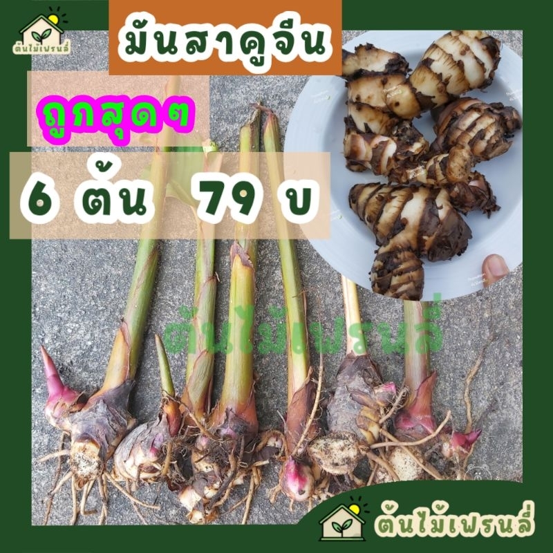 มันสาคูจีน-ราคาถูก-6-ต้น-79-บาท-หัวหวานมันอร่อย