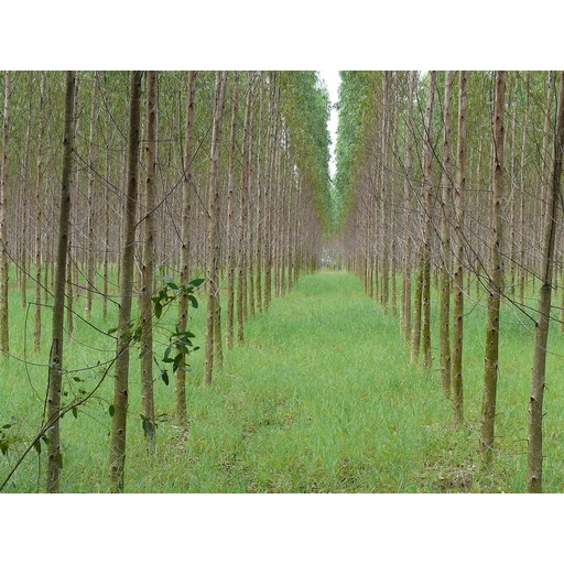 ต้นพันธุ์ยูคาลิปตัส-พร้อมปลูกในถุงดำ-29-บาท-เป็น-ไม้ยืนต้นโตเร็ว-ที่ปลูกได้แทบจะทุกสภาพพื้นที่
