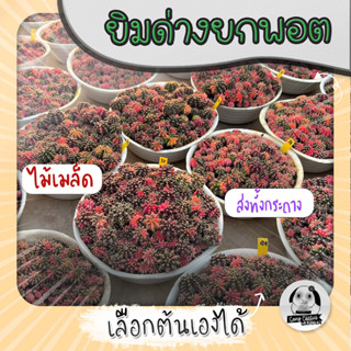 ต้นยิมโนด่าง ยกพอตหลายต้น ไม้เมล็ด เลือกต้นได้ set Y  (Gymnocalycium) - กระบองเพชร ราคาถูก🌵แคคตัส🌵