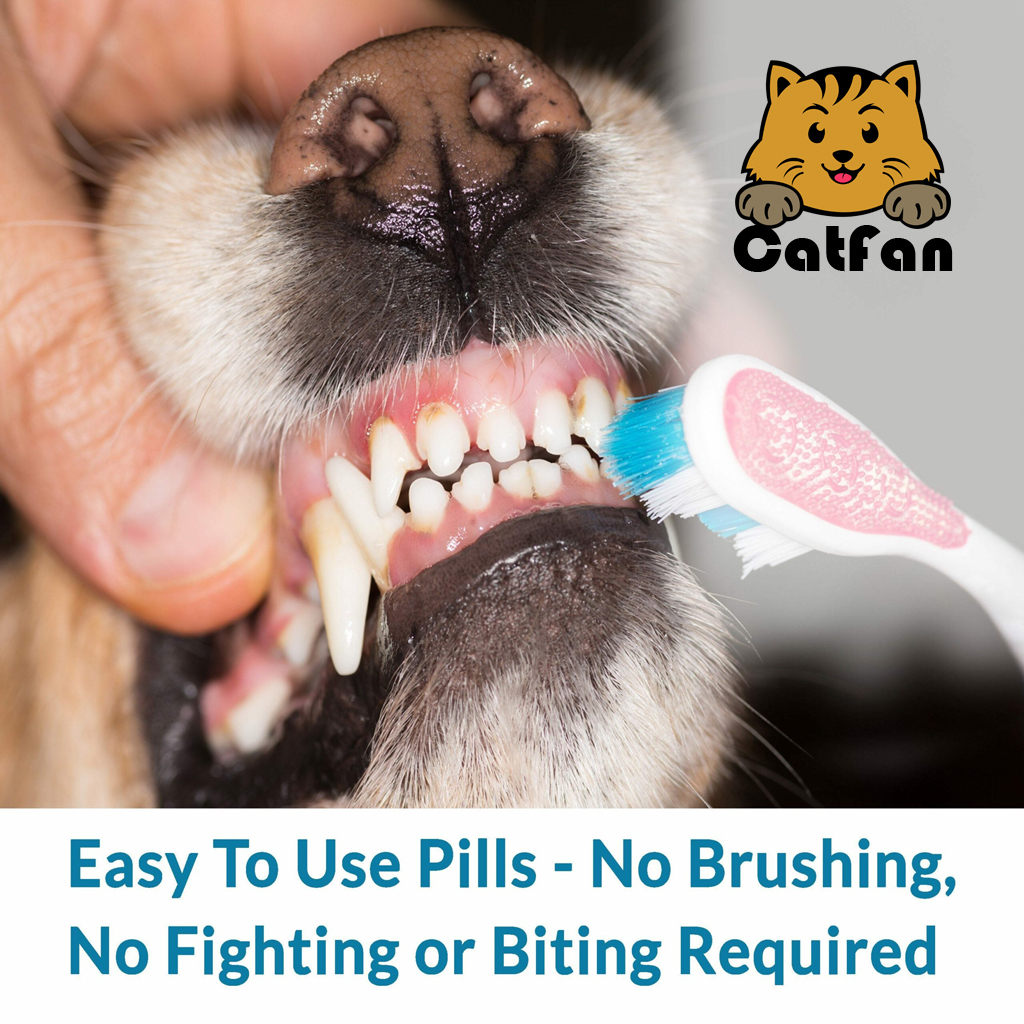 catfan-พร้อมส่ง-bestlife4pets-วิตามินสำหรับสุนัข-ดูแลเหงือก-ช่องปาก-ลิ้น-และฟัน-oral-health-dental-exp-12-23