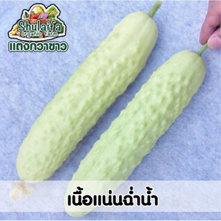 5แถม1เมล็ดพันธุ์แตงกวาขาวมุก 100เมล็ด เมล็ดพันธุ์แตงกวาขาว รสชาติอร่อย หวานกรอบ ปลูกง่าย ให้ผลดก