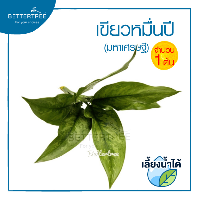 เขียวหมื่นปี (จำนวน 1 ต้น) สามารถเลี้ยงน้ำได้ Aglaonema ต้นไม้มงคล  ต้นไม้ฟอกอากาศ ต้นไม้ Plant | Shopee Thailand