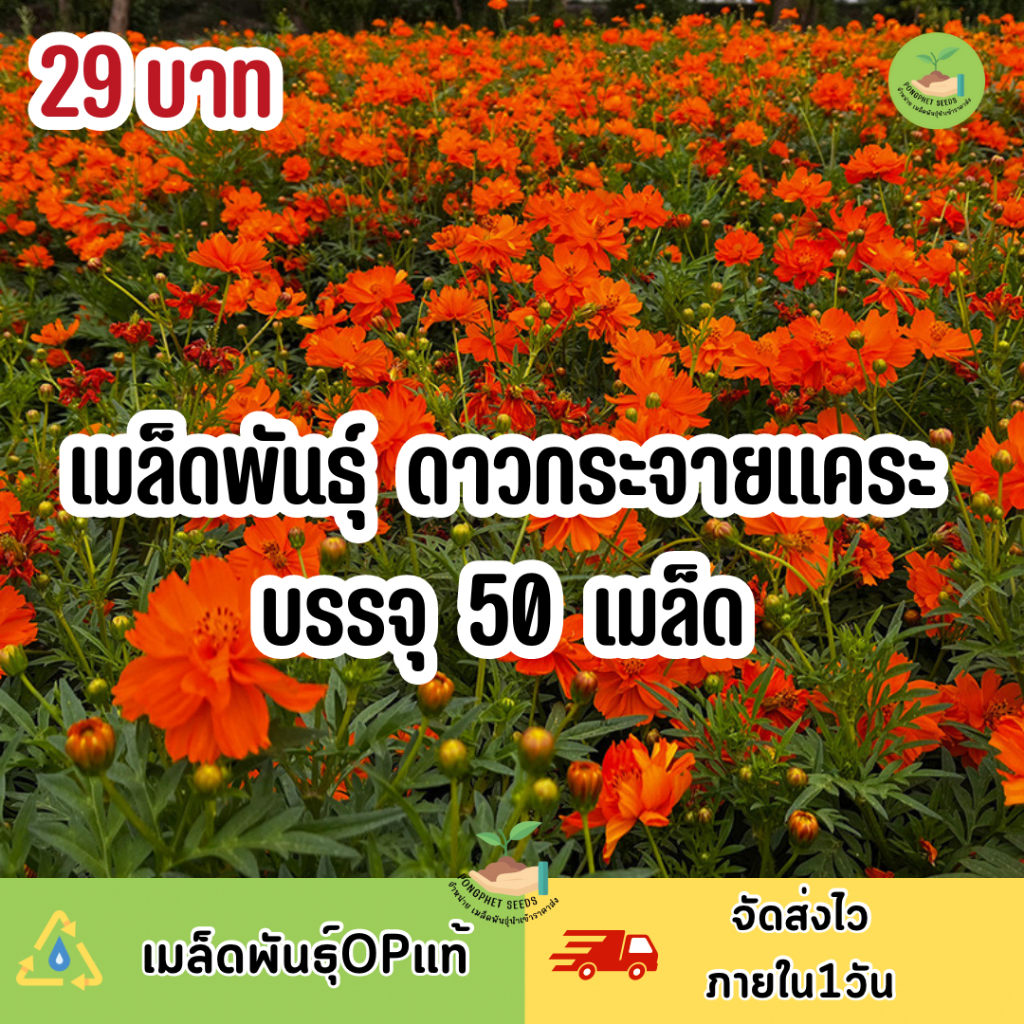 ดถูกสุดคุ้ม-เมล็ดพันธุ์-ดอกดาวกระจายแคระบรรรจุ-500-เมล็ด