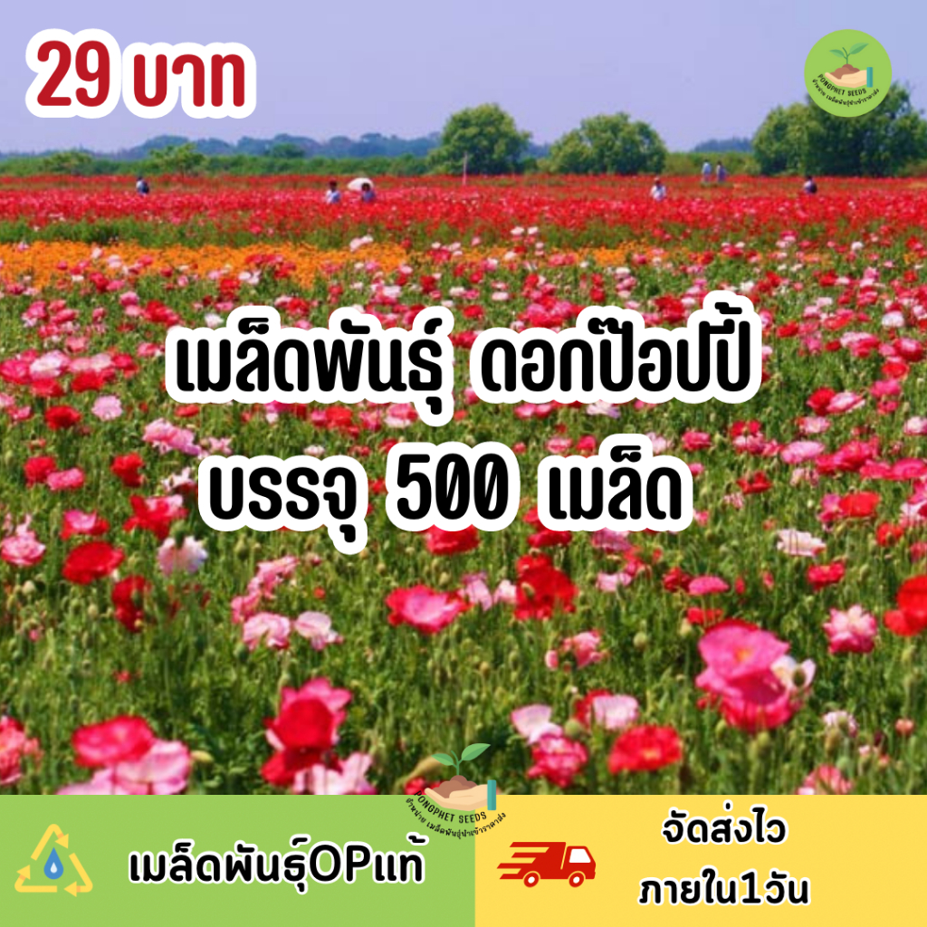 ถูกสุดคุ้ม-เมล็ดพันธุ์-ดอกป๊อปปี้คละสี-บรรจุ-500-เมล็ด