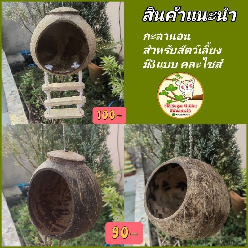 กะลานอนสัตว์เลี้ยง-ชูก้า-กระรอก-นก