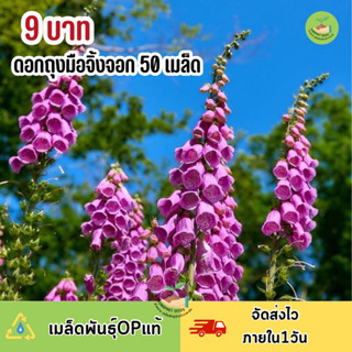 พิเศษ 9 บาท เมล็ดพันธุ์ดอกถุงมือจิ้งจอก คละสี บรรจุ 50 เมล็ด