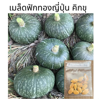 เมล็ดฟักทองอ่อนเขียว คิกขุ (แบ่งขาย) 12 เมล็ด 10 แถม 1 ฟักทองอ่อน ฟักทอง green japanese pumpkin เมล็ดพันธุ์ผัก