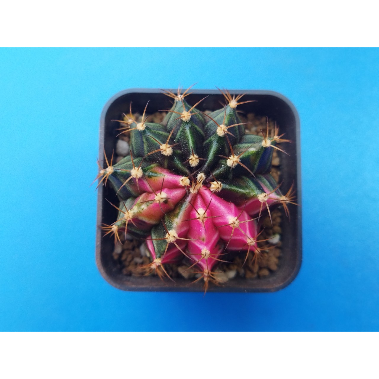 lbhb-ยิมโนคาเลเซียมด่าง-gymnocalycium-variegated-สวยใหญ่-น่าสะสม-ยิมโนสีชมพู