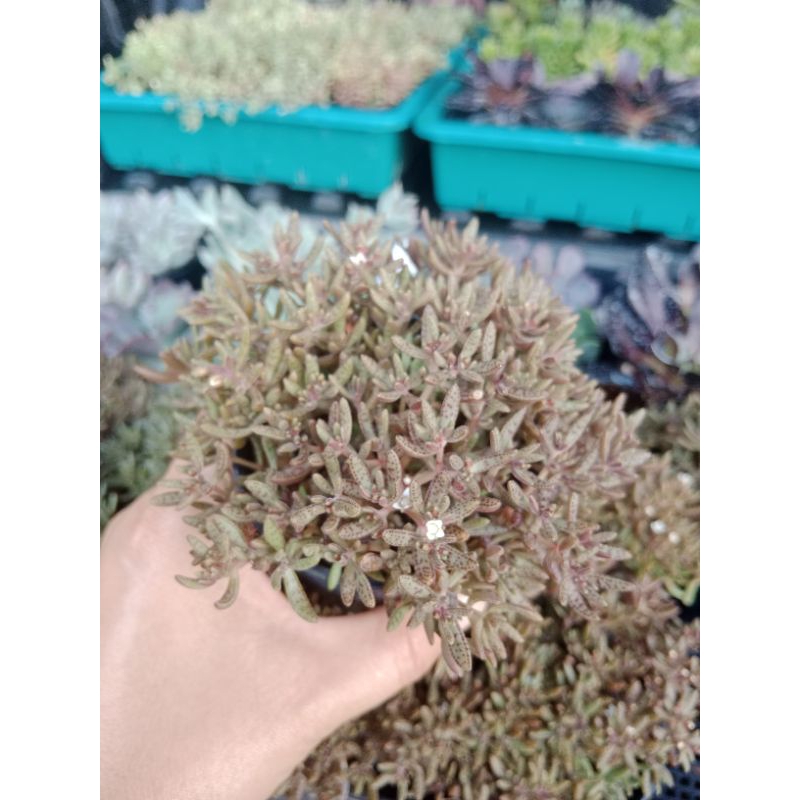 คลาสซูล่า-ฮัมเบอร์ติอาย-crassula-humbertii-ไม้อวบน้ำ-กุหลาบหิน-กระถาง-3นิ้ว