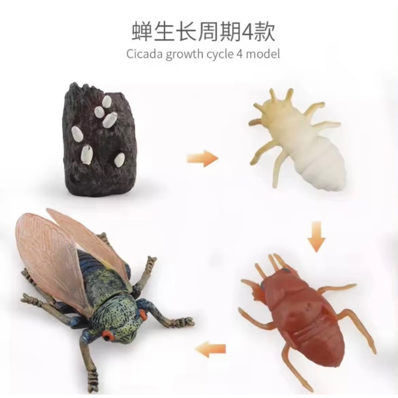 Image showcasing Animal life cycle Sensory play โมเดลวงจรชีวิตสัตว์ montessori | Shopee ...