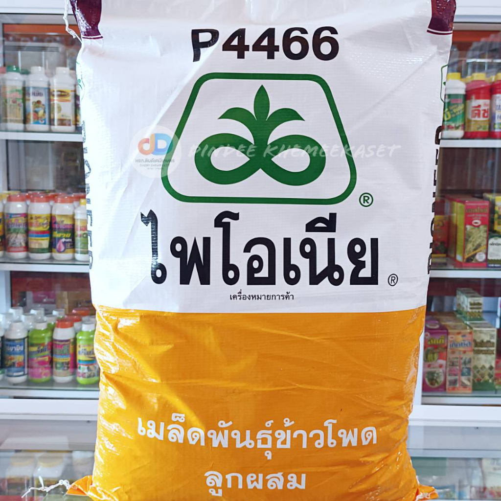 เมล็ดพันธ์ข้าวโพด-ไพโอเนีย-p4466-ต้นแข็งแรง-ฝักใหญ่-ผลผลิตต่อไร่สูง-ขนาด-10-กิโลกรัม