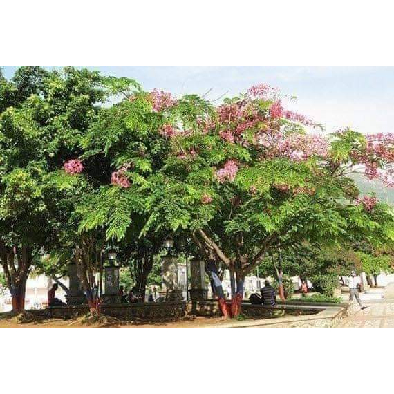 1ต้น-ต้น-ชัยพฤกษ์-ต้นชัยพฤกษ์-ดอกสี-ชมพู-javanese-cassia-นาวิน