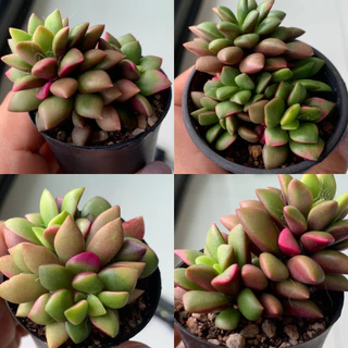 กุหลาบหินลูกชุบ ไม้อวบน้ำ Succulent กระบองเพชร จากเรือนแคคตัสสุราษฎร์ธานี photo