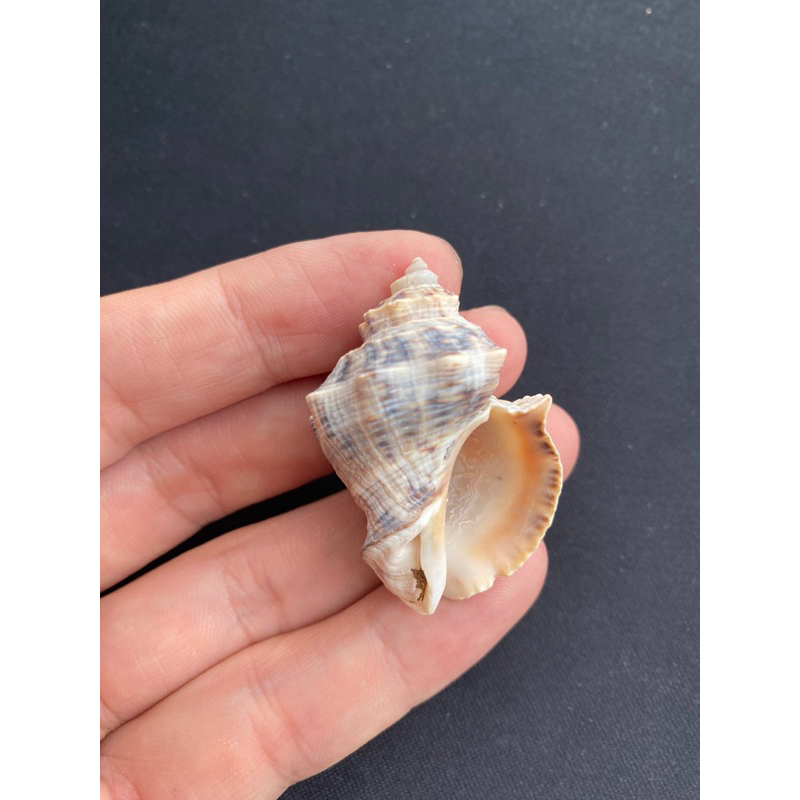 hermit-crabs-house-sea-snail