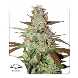 Blue Auto Mazar Dutch passion 7 autoflowering cannabis seeds เมล็ดกัญชา 420