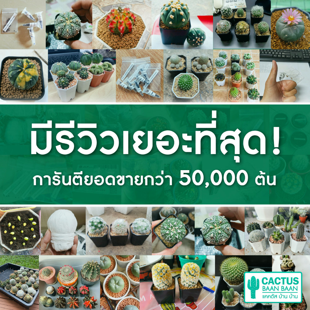 โลโฟฟริซิไอ-lophophora-fricii-โลโฟดิฟฟูซ่า-lophophora-diffusa-ไม้เมล็ด-ส่งทั้งกระถาง