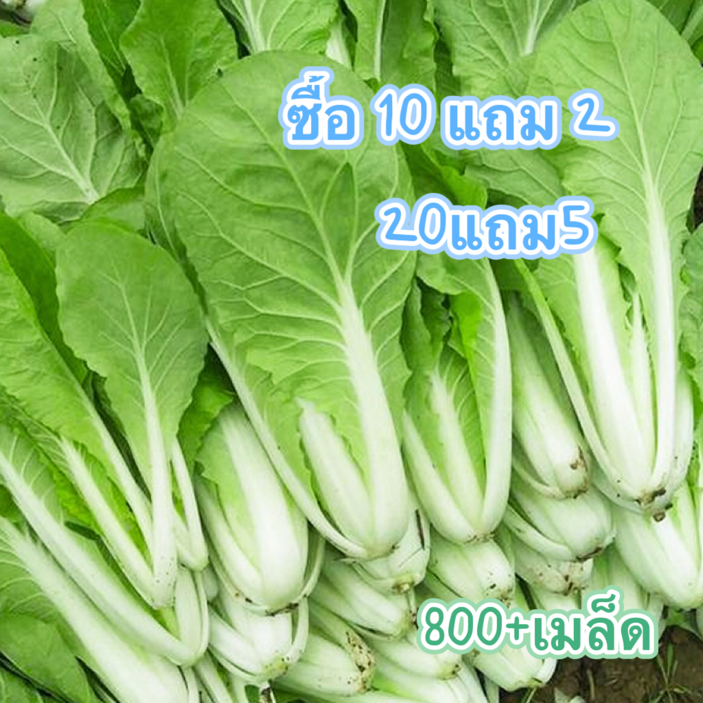 เมล็ดพันธุ์ผัก-ผักกาดขาวปลี-เมล็ดมัสตาร์ดขาว-800-เมล็ด-10-แถม-2-งอกง่าย-โตไว-พุ่มใหญ่-ทานอร่อย