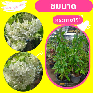 ต้นชมนาด #ไม้เลื้อยสีขาว กระถาง 15" (1 ต้น / 1 คำสั่งซื้อ)