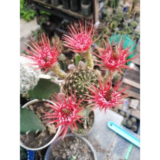 cactus โลบิเวียชินโซวะแดง กราฟตอสามเหลี่ยม