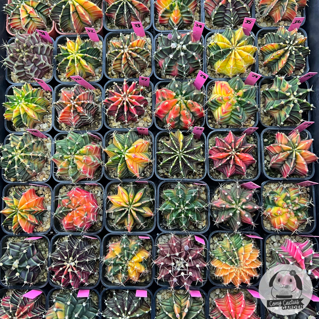 ต้นยิมโนด่าง-เลือกต้นได้-lbhbด่าง-set-pink-gymnocalycium-กระบองเพชร-ราคาถูก-แคคตัส