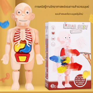 April Human Body Model ของเล่นแนววิทยาศาสตร์ โมเดลจำลอง ของเล่นstem ของเล่นเด็ก