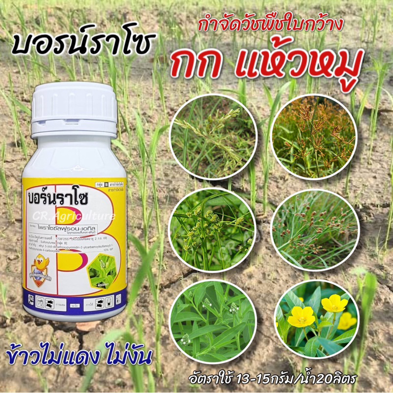 ยาฆ่าหญ้าแห้วหมู-ยาฆ่าหญ้าในนาข้าว-บอร์นราโซ-ไพราโซซัลฟูรอน-เอทิล-10-หญ้าแห้วหมู-ตระกลูกก-ใบกว้าง-100-กรัม