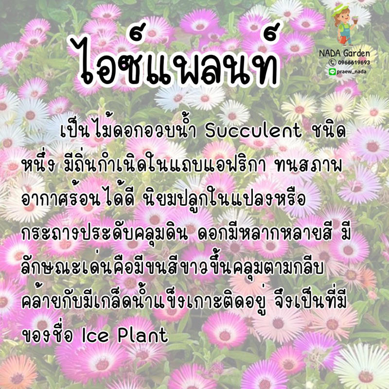 เมล็ดพันธุ์ไอซ์แพลนท์ คละสี ( Mesembryanthemem criniflorum ) บรรจุ 300 ...
