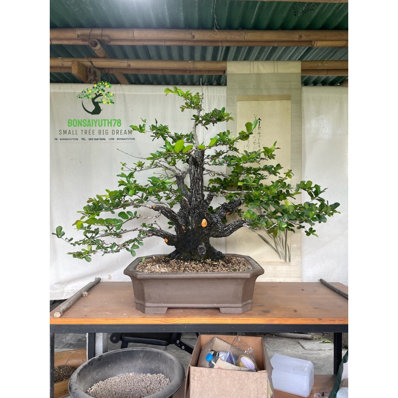 บอนไซ-ตะโก-ไม้อายุ-30-กว่าปี-ส่งพร้อมกระถางจีน-เหมาะสำหรับปลูกเลี้ยงเป็นงานอดิเรกประดับตกแต่งสวน