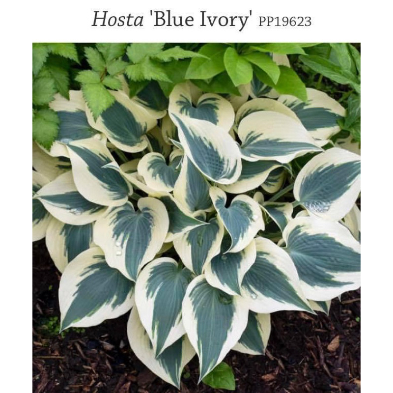 ฮอสต้า Hosta เป็นพืชประดับสวยงาม และกินหน่ออ่อนได้ | Shopee Thailand