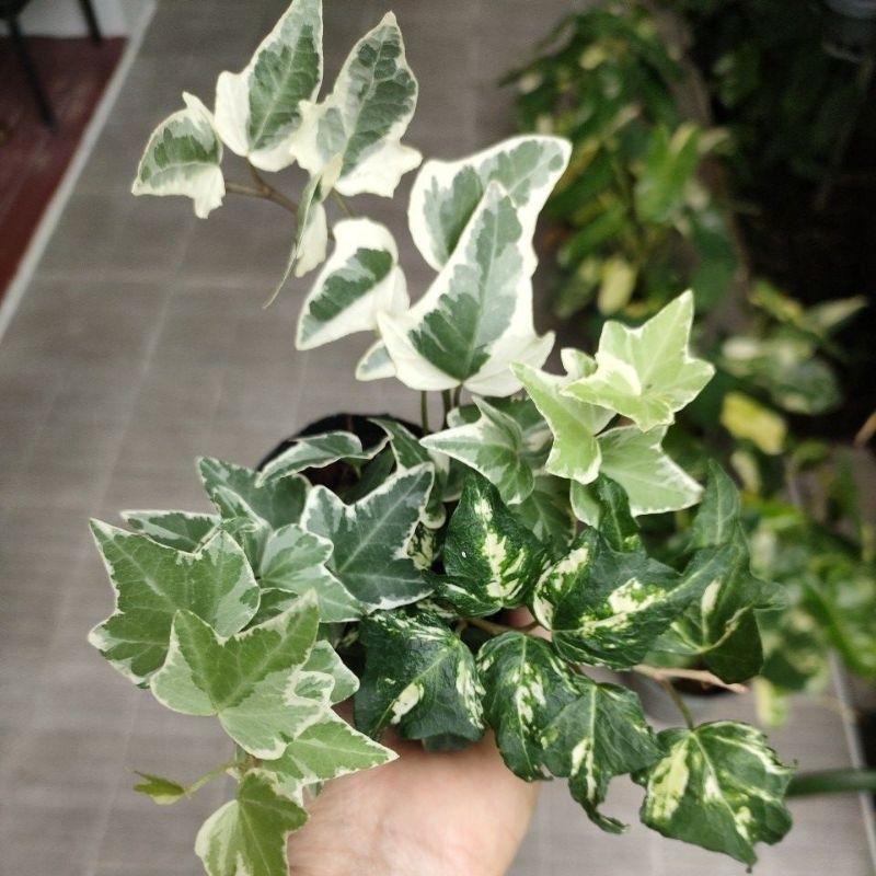 Ivy Add On Mat main image 1