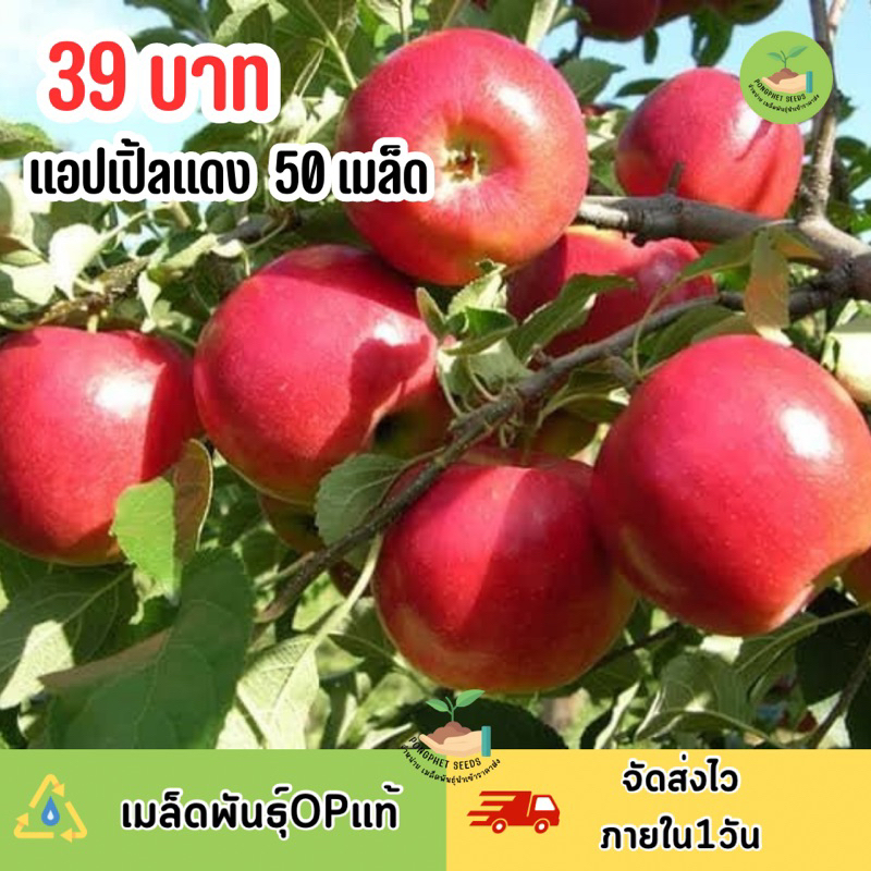 เมล็ดพันธุ์-แอปเปิ้ลแดง-50-เมล็ด-ใหญ่ฉ่ำ