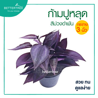 ต้นก้ามปูหลุดสีม่วงอำพัน กระถางขนาด 3 นิ้ว Tradescantia zebrina purple joy  ต้นไม้  ต้นไม้ในร่มหรือแดดรำไร plant ก้า