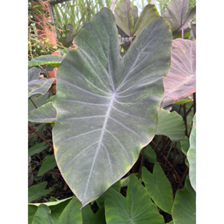 แบล็คเมจิกกลาย Colocasia esculenta Black Magic (variegata)